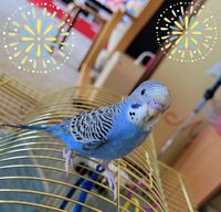 幸せの青い鳥(≧▽≦)
